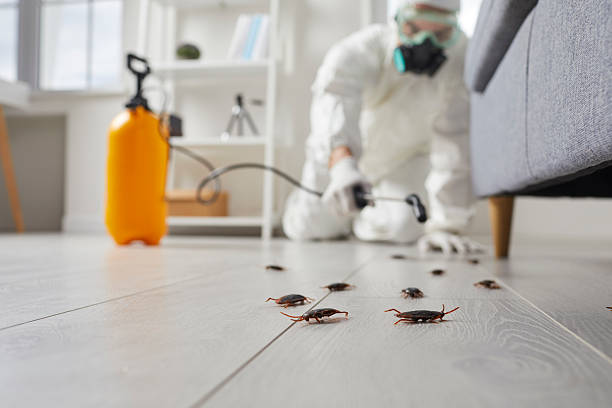 Post-Treatment Bed Bug Interceptor Monitoring in Springville